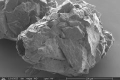 <em>Zivkovicia compressa</em>