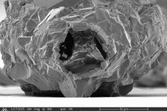 Zivkovicia-compressa-2