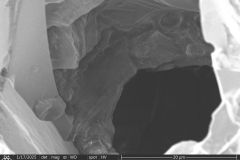 Zivkovicia-compressa-3