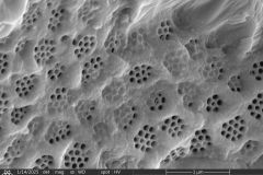 Zivkovicia-compressa-4