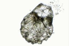 zivkovicia-stacked-1-ps