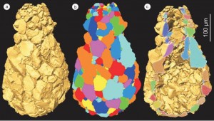 Difflugia 3D rendering 2