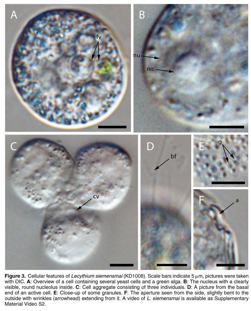 lecythium-siemensmai2