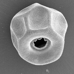 It Came from the Pond